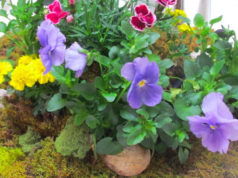 El Club de Jardinería de Riverhead organiza una exhibición de flores