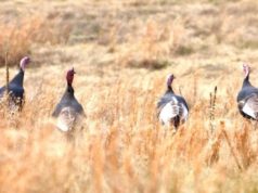 El Departamento de Conservación Medioambiental estatal busca la ayuda de la comunidad para el conteo de pavos salvajes