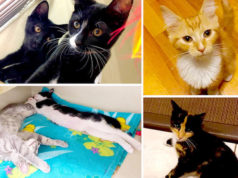 La agencia SAVES realizará un evento de adopción de gatos en Petco este fin de semana