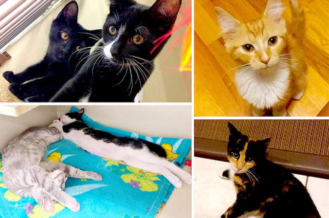 2018_0803_SAVES_kittens-copy